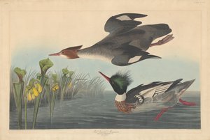 赤胸のアイサ、1838 年。 作： Robert Havell