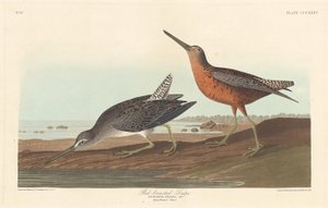 赤胸のシギ、1836 年。 作： Robert Havell