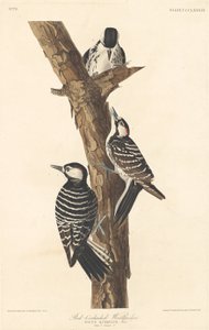 レッドコッケード キツツキ、1837 年。 作： Robert Havell