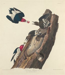赤毛のキツツキ、1828 年。