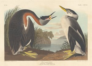 アカクビカイツブリ、1836 年。 作： Robert Havell
