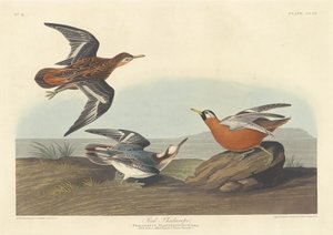 赤いファラロープ、1835年。 作： Robert Havell