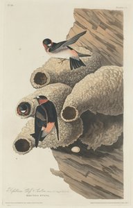 共和党の崖ツバメ、1829年。 作： Robert Havell