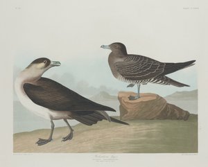 リチャードソンのイェーガー、1835年。 作： Robert Havell