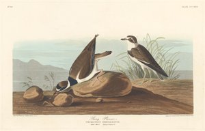 リングチドリ、1836年。 作： Robert Havell