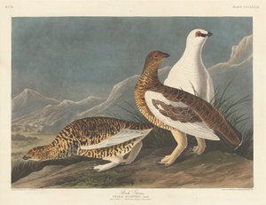 ロック・グレート、1837年。 作： Robert Havell