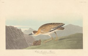 ロッキー マウンテン チドリ、1836 年。 作： Robert Havell