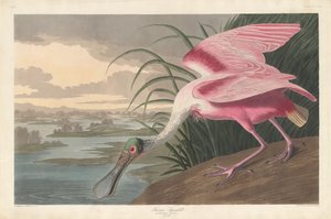 ベニヘラサギ、1836 年。 作： Robert Havell