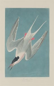 ベニアジサシ、1835 年。