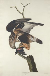 脚の荒い鷹、1833 年。 作： Robert Havell