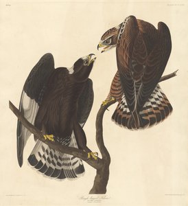 脚の荒い鷹、1838 年。 作： Robert Havell