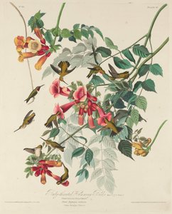 ルビーノドハミングバード、1828年。 作： Robert Havell