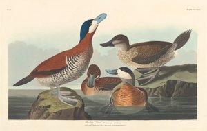 ラディ・ダック、1836年。 作： Robert Havell