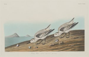 アカチドリ、1834年。