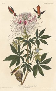 ラフネックのハチドリ、1837年。 作： Robert Havell