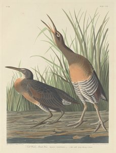 ソルト ウォーター マーシュ ヘン、1834 年。 作： Robert Havell