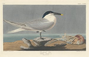 サンドイッチ アジサシ、1835 年。