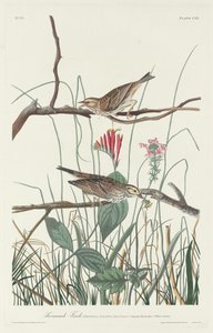 サバンナフィンチ、1831年。 作： Robert Havell