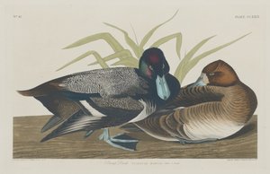 スコープダック、1834年。 作： Robert Havell