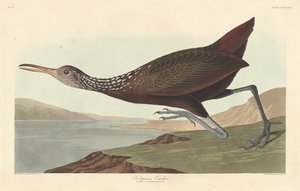 Scolopaceus Courlan、1837年。 作： Robert Havell