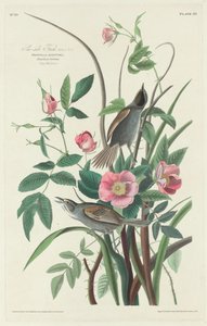 海辺のフィンチ、1830年。 作： Robert Havell
