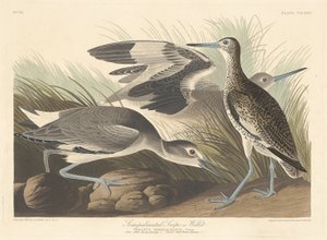 半手のひらのスナイプまたはウィレット、1835年。 作： Robert Havell