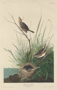 シャープテールフィンチ、1832年。 作： Robert Havell