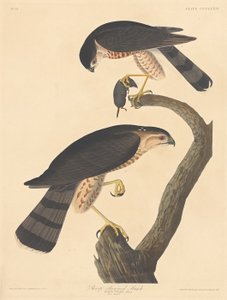 鋭く光る鷹、1837年。 作： Robert Havell