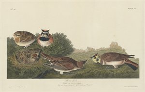 ショアラーク、1834年。 作： Robert Havell