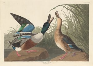 シャベルダック、1836年。 作： Robert Havell