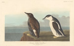 細いくちばしのギルモット、1838 年。 作： Robert Havell