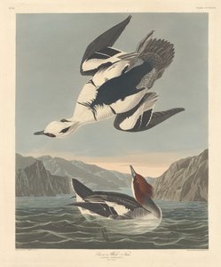 Smew または White Nun、1836 年。 作： Robert Havell