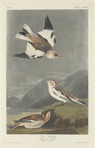 スノー ホオジロ、1834 年。 作： Robert Havell