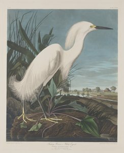 シロサギ、または白鷺、1835 年。