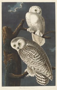 シロフクロウ、1831年。