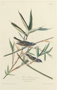 孤独なヒタキ、1828年。 作： Robert Havell