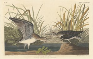 孤独なシギ、1836 年。 作： Robert Havell