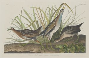 ソラまたはレール、1834年。 作： Robert Havell