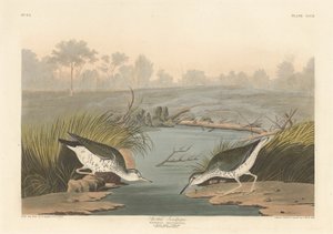 斑点のあるシギ、1836年。 作： Robert Havell