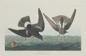 ストーミー ペトレル、1835 年。 作： Robert Havell