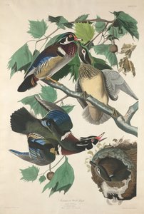 夏またはウッドダック、1834年。 作： Robert Havell