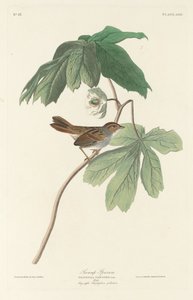 スズメ、1829年。 作： Robert Havell