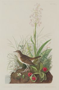 トウニー・ツグミ、1833年。 作： Robert Havell