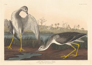 告げ口ゴッドウィット、1836年。 作： Robert Havell