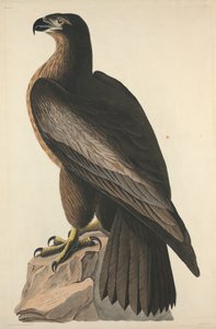 ワシントンの鳥またはグレート アメリカン シー イーグル、1827 年。