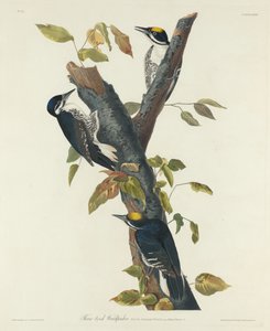 スリー・トゥ・キツツキ、1832年。 作： Robert Havell