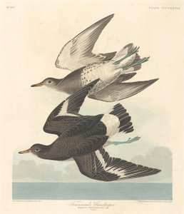 タウンゼントのサンドパイパー、1838 年。