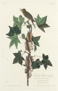トレイルのフライキャッチャー、1828年。 作： Robert Havell