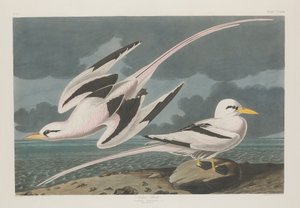 熱帯鳥、1835年。 作： Robert Havell