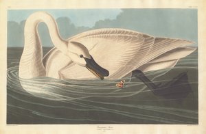 トランペッター・スワン、1838年。 作： Robert Havell